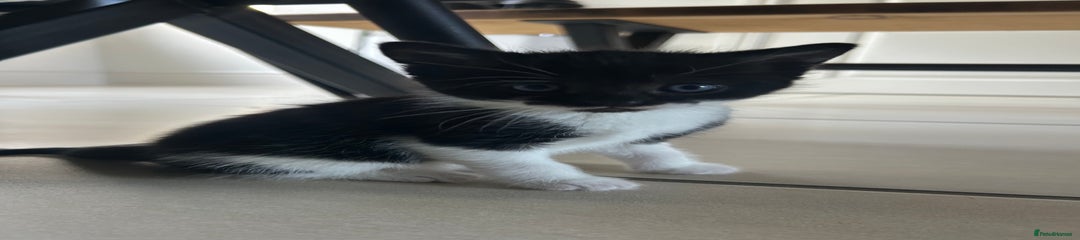 British Longhair Kitten 2