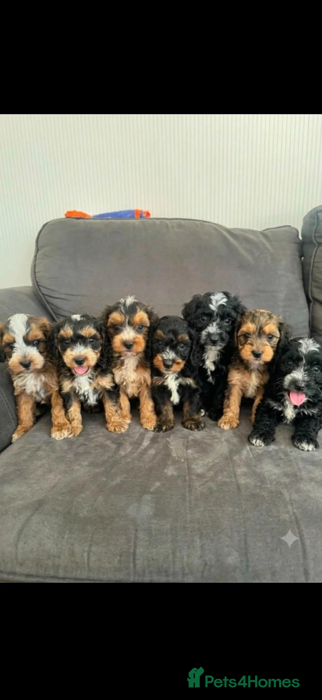 Cockapoo dogs for sale: 7 Beautiful Miniature cockapoos - Advert 1