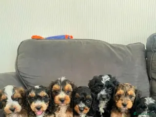 Cockapoo dogs 7 Beautiful Miniature cockapoos - Advert 3