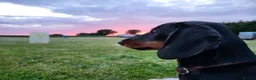 Miniature Dachshund dogs for stud: Miniature Dashchund for stud in Fakenham - Advert 4