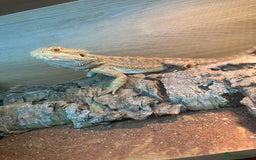 Bearded Dragon reptiles for sale: Male fire dragon.  - Advert 5