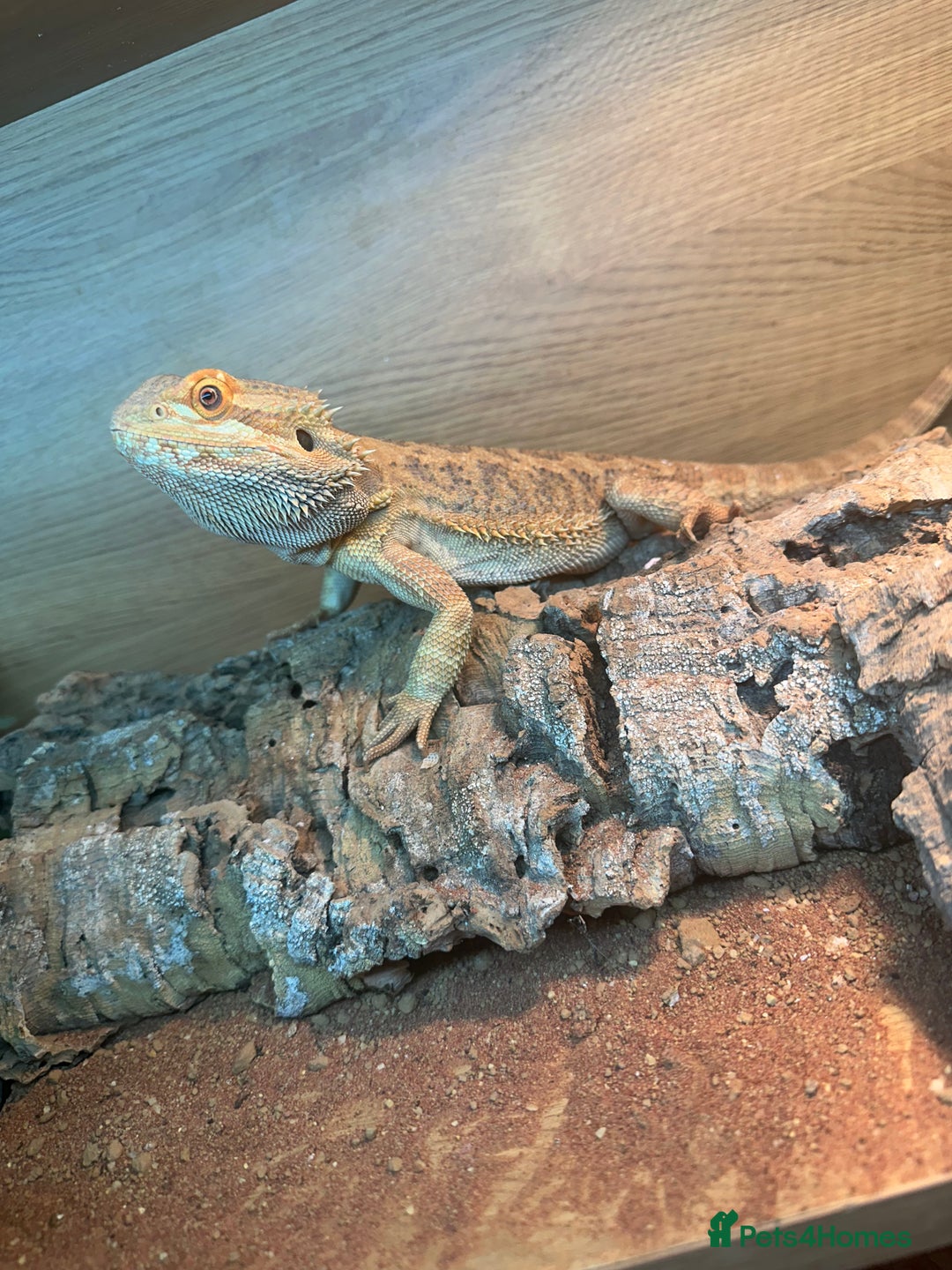 Bearded Dragon reptiles for sale: Male fire dragon.  - Advert 5
