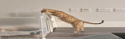 Bengal cats for sale: Pure bengal  - Advert 30