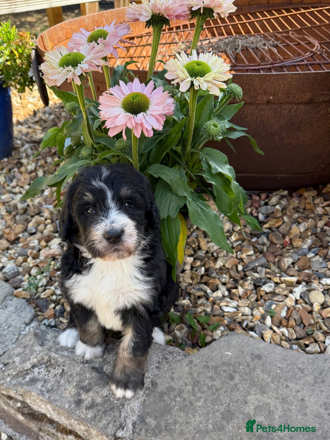 Bernedoodle dogs for sale: Bernadoodle 4 male home bred puppies  - Image 14