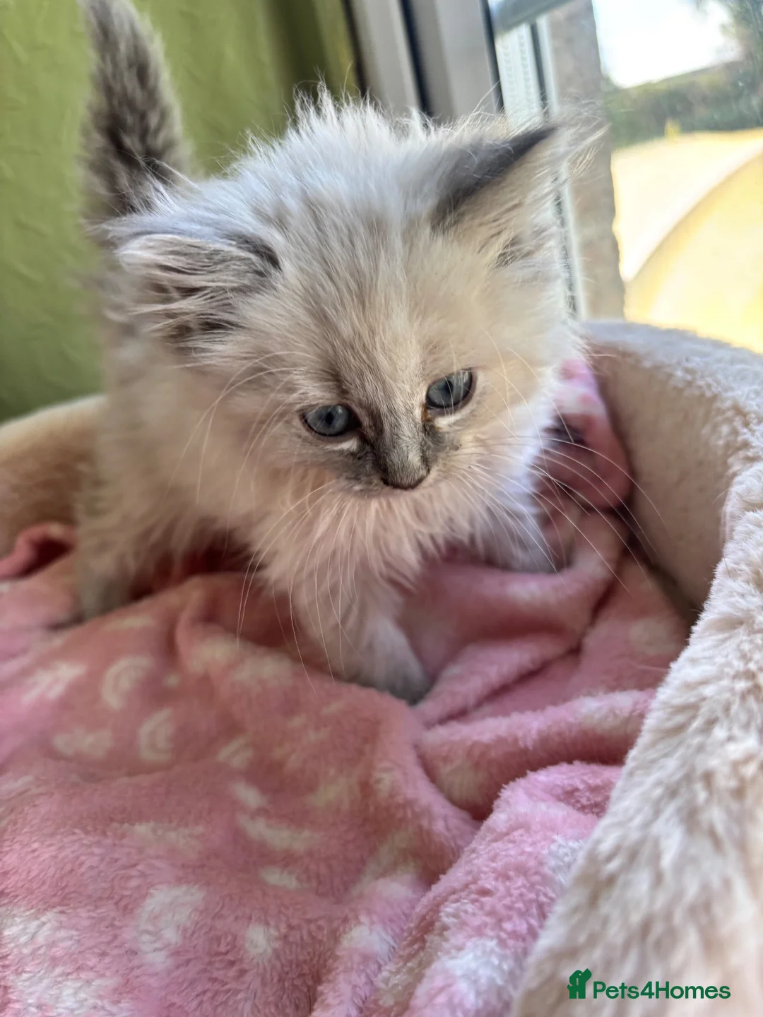 Ragdoll cats for sale: Sweet Ragdoll x angora - Advert 2