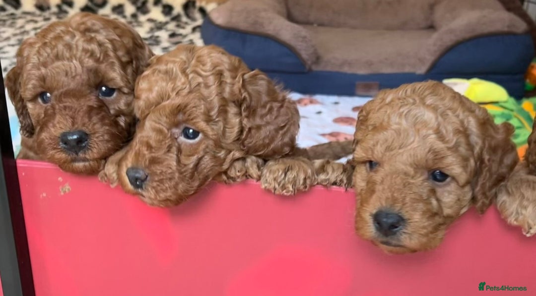 Miniature Poodle dogs for sale: Red miniature poodle pups-parentsDNA health tested - Advert 3