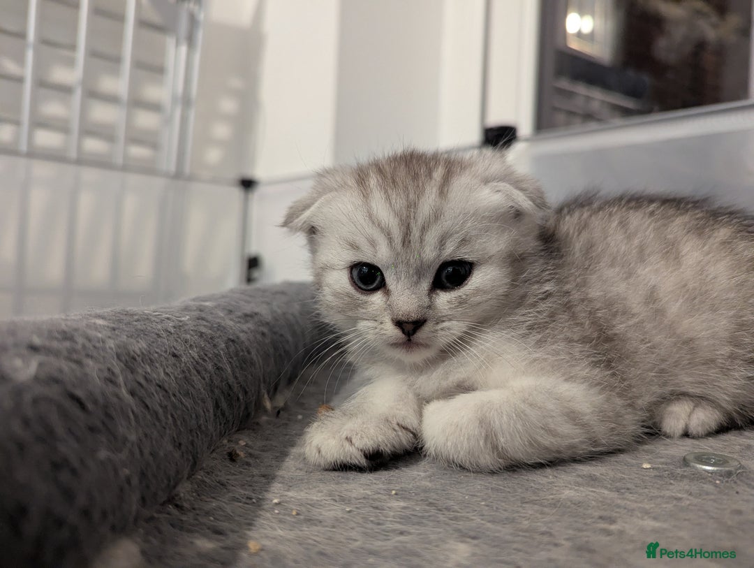 Scottish Fold cats for sale: 🐾 Beautiful Scottish Fold Kittens (3 Reserved) 🐾 - Image 22