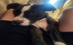 Mixed Breed dogs for sale: For sale  - Image 5