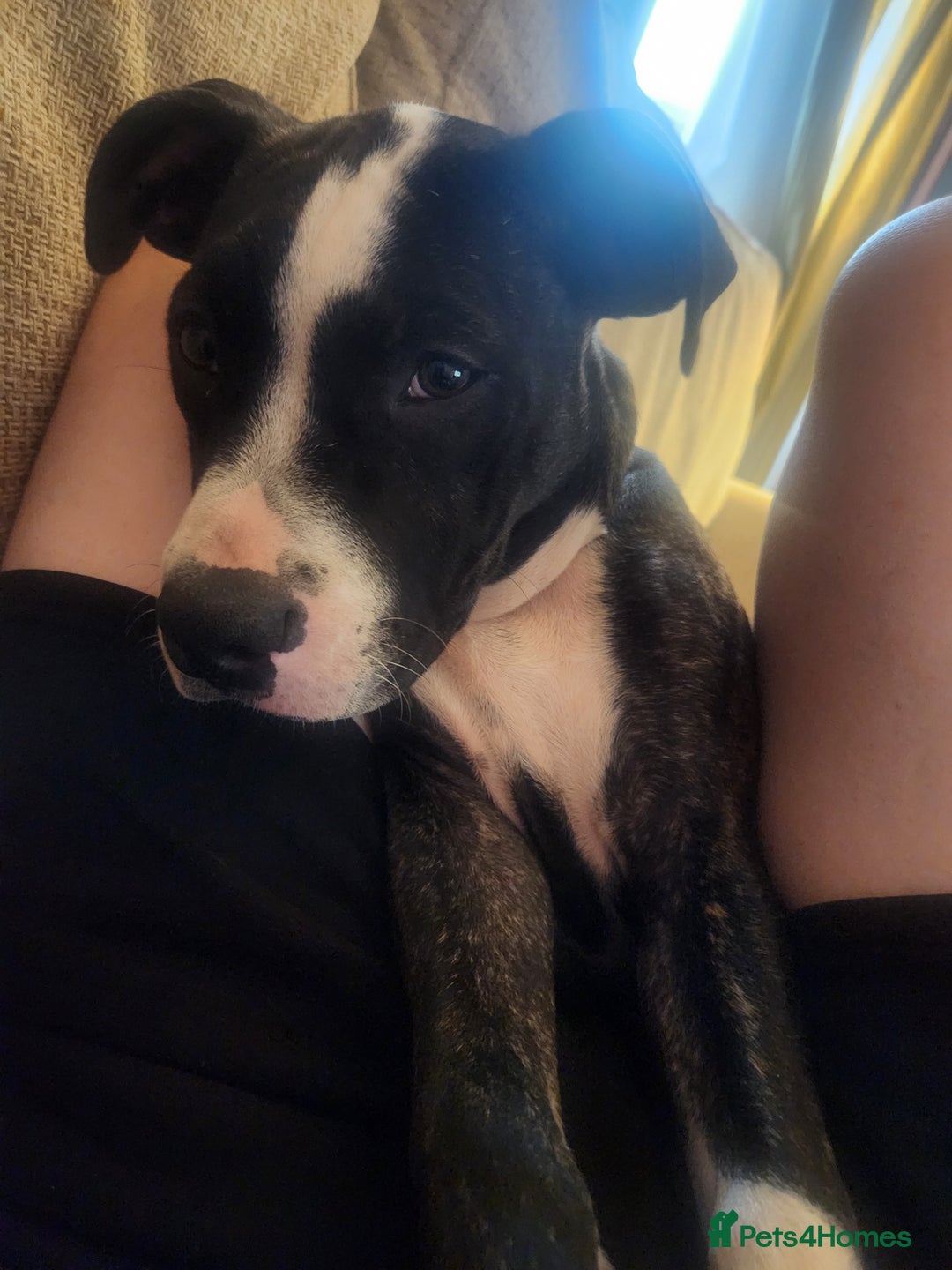Mixed Breed dogs for sale: For sale  - Image 5
