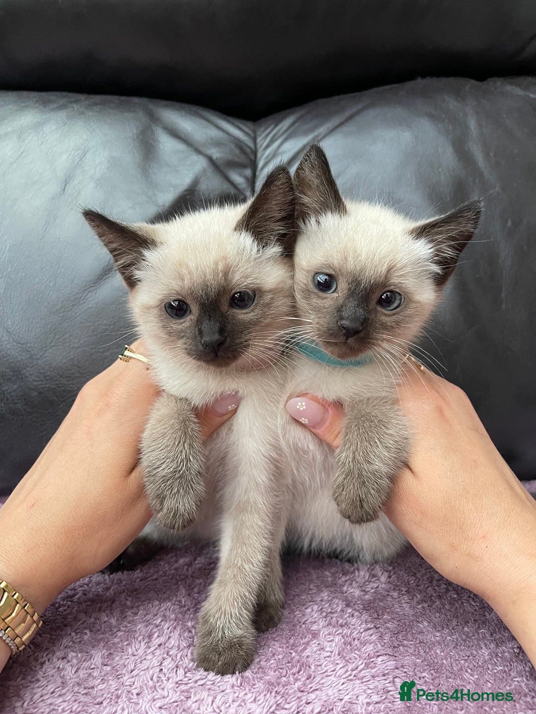 Ragdoll cats for sale: Boy and girl  - Image 9