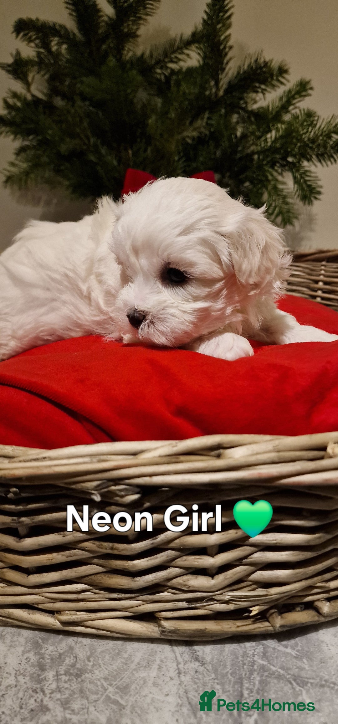 Maltese dogs for sale: 🐶🤍 Beautiful Maltese Girl Puppies 🤍🐶 - Advert 11