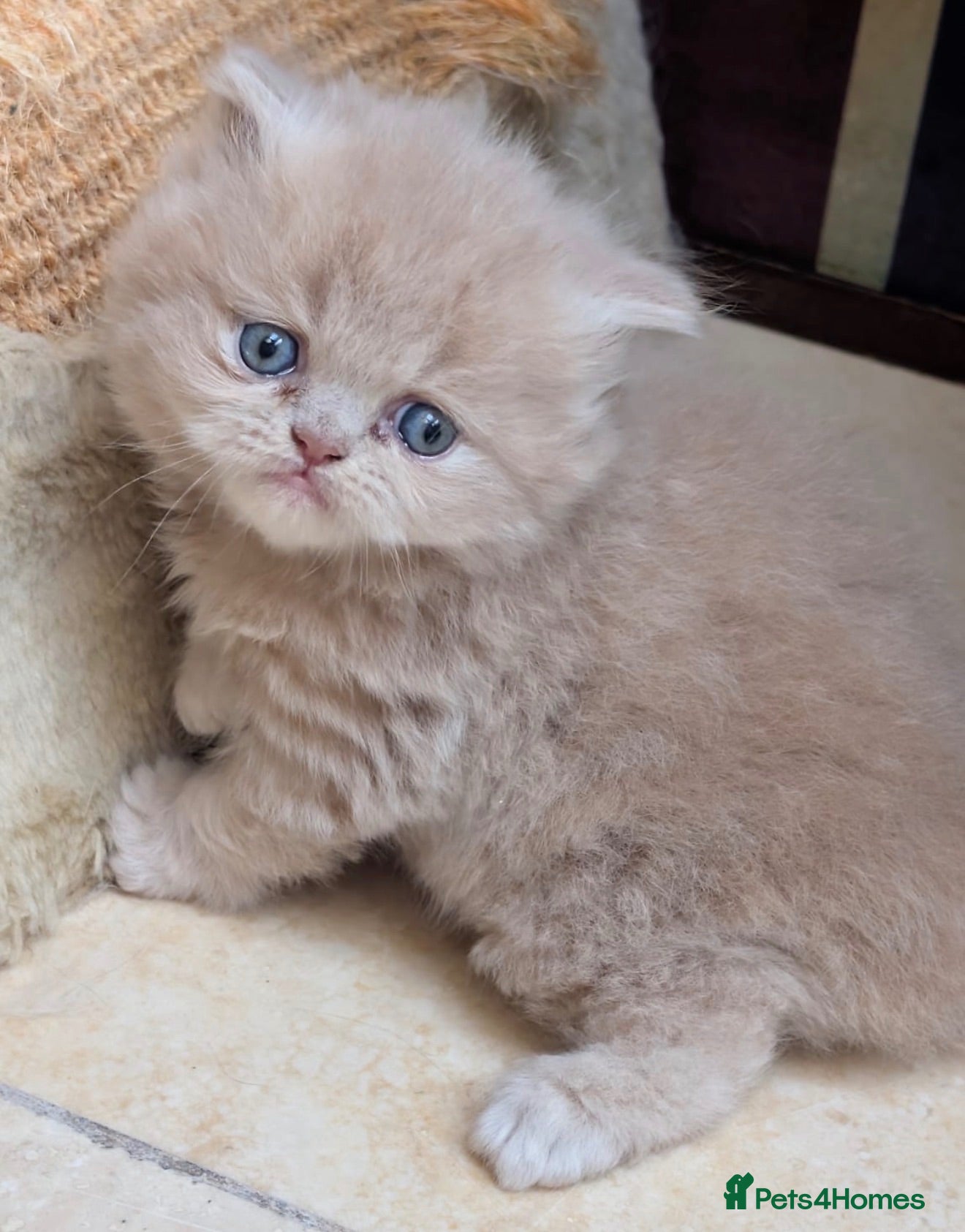 British Longhair cats The most Unique British longhair kittens - Advert 11