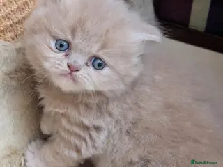 British Longhair cats The most Unique British longhair kittens - Advert 11