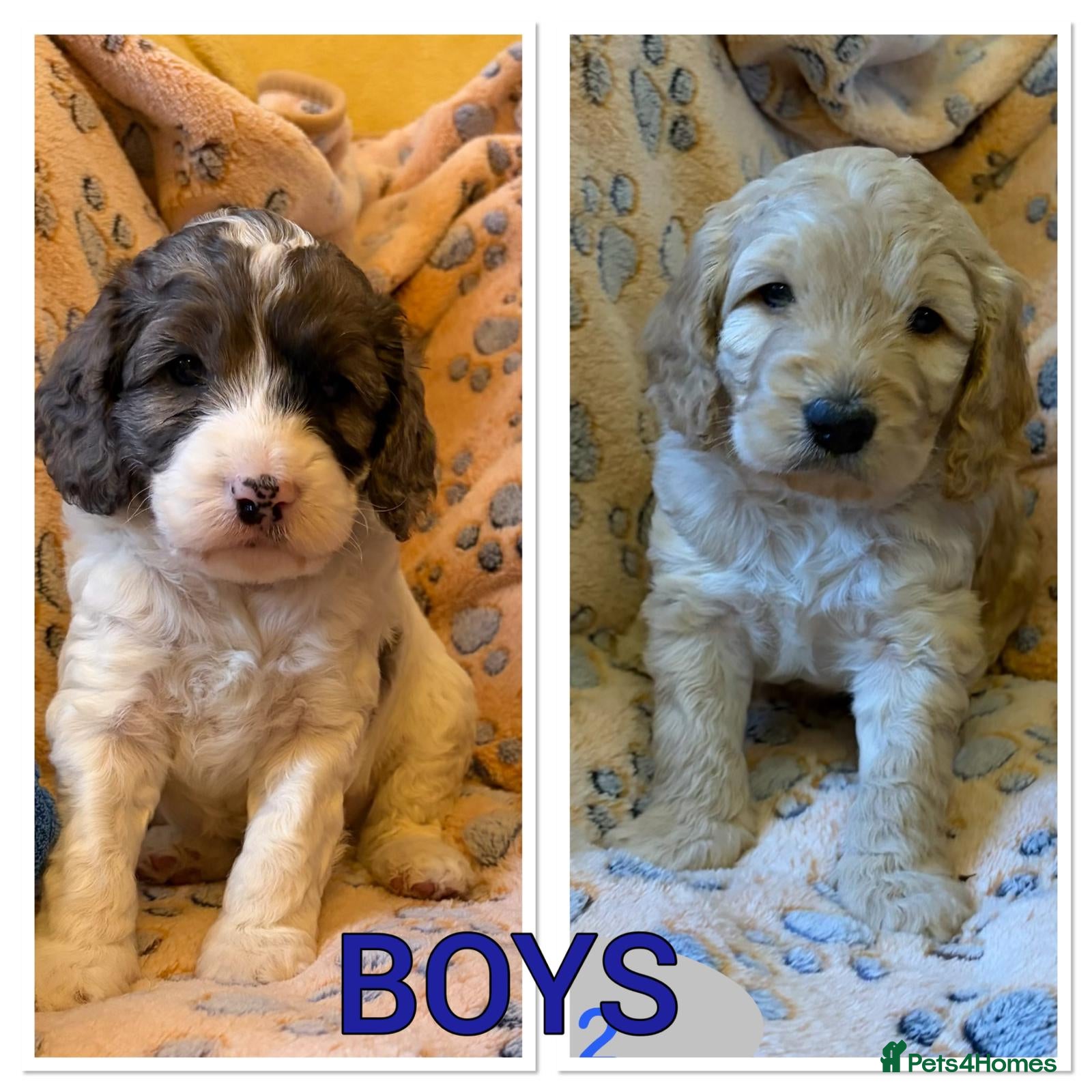 Cockapoo dogs Now Ready Gorgeous and Cheeky Cockapoo Puppies - Advert 2