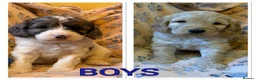 Cockapoo dogs for sale: Now Ready Gorgeous and Cheeky Cockapoo Puppies - Advert 10