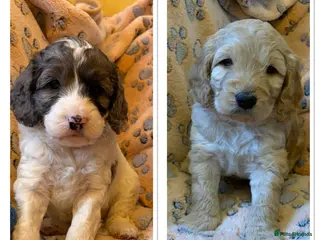 Cockapoo dogs Now Ready Gorgeous and Cheeky Cockapoo Puppies - Advert 5