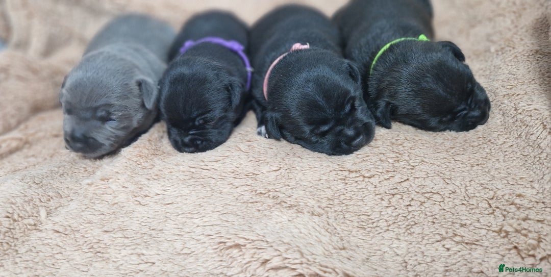 Staffordshire Bull Terrier dogs for sale: KC Staffordshire Bull Terrier Puppies 🖤 - Image 10
