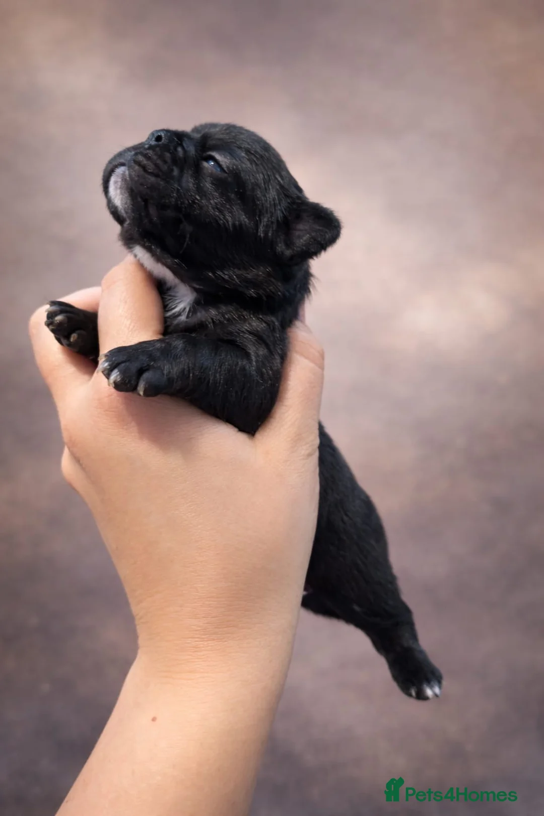 French Bulldog dogs for sale: French bulldog puppy’s  in Wisbech - Advert 11