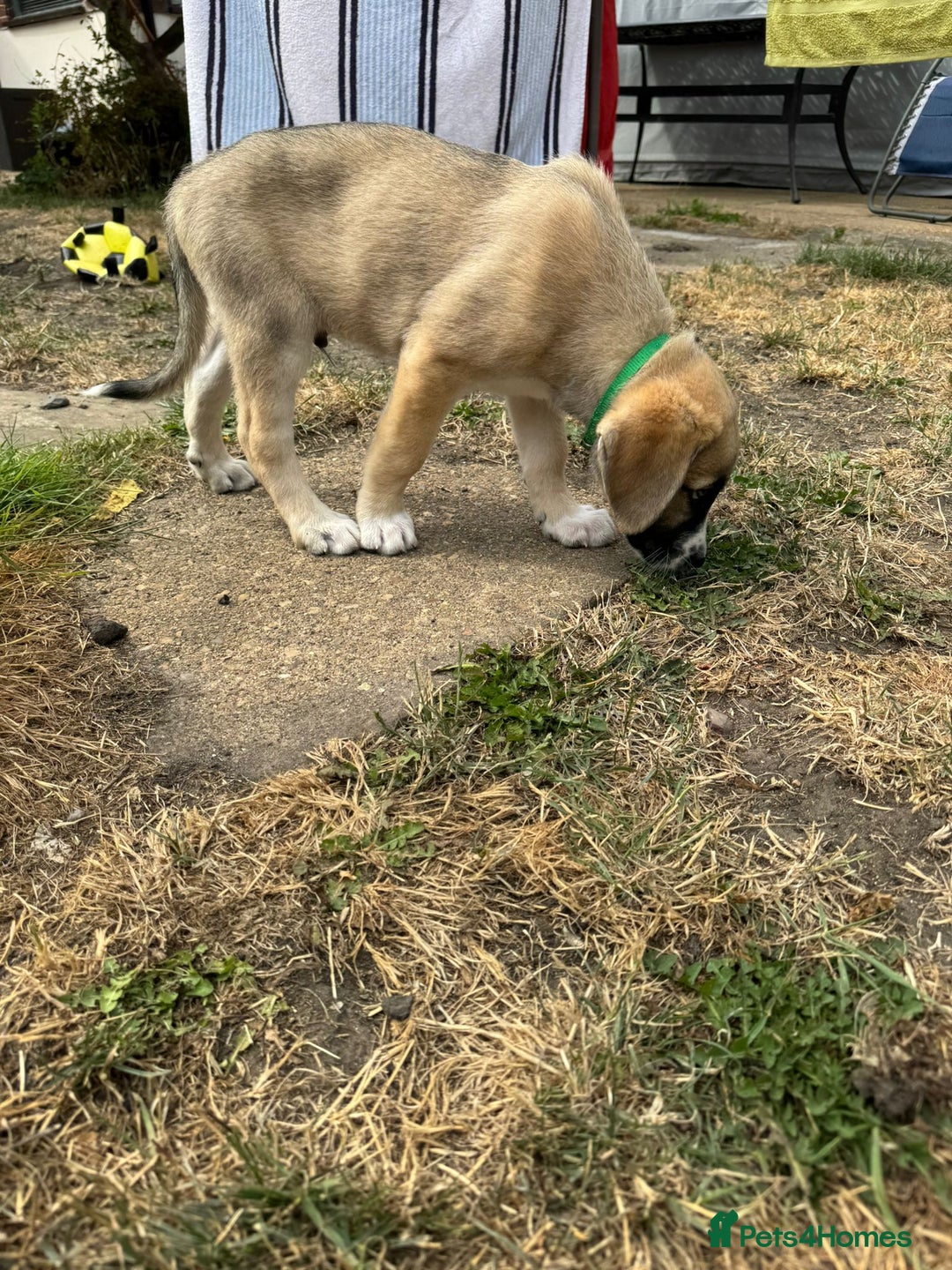 Mixed Breed dogs for adoption: Forest Gumps Litter - Image 13