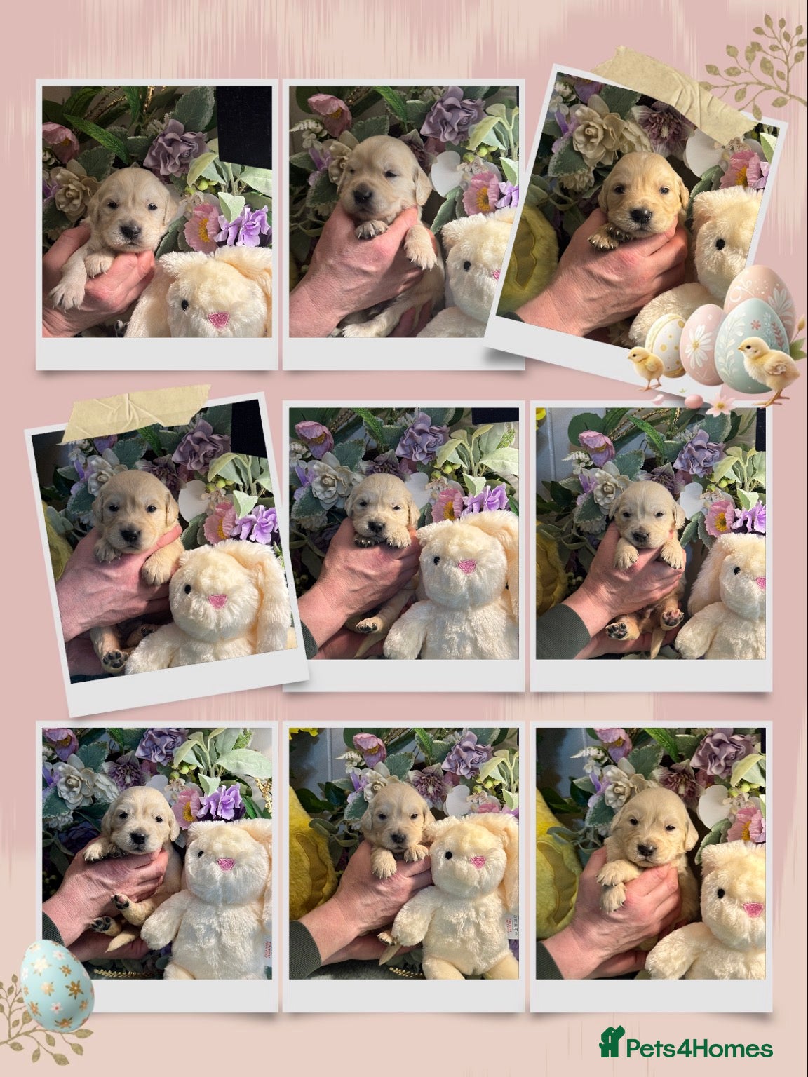 Golden Retriever dogs 9 gorgeous kc reg golden retriever puppies  - Advert 1