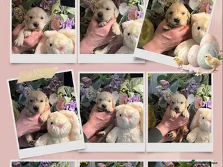 Golden Retriever dogs 9 gorgeous kc reg golden retriever puppies - Advert 1