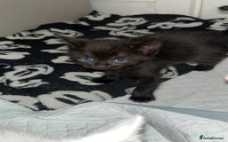 Mixed Breed cats for sale: 3 Boy kittens for sale  - Image 3