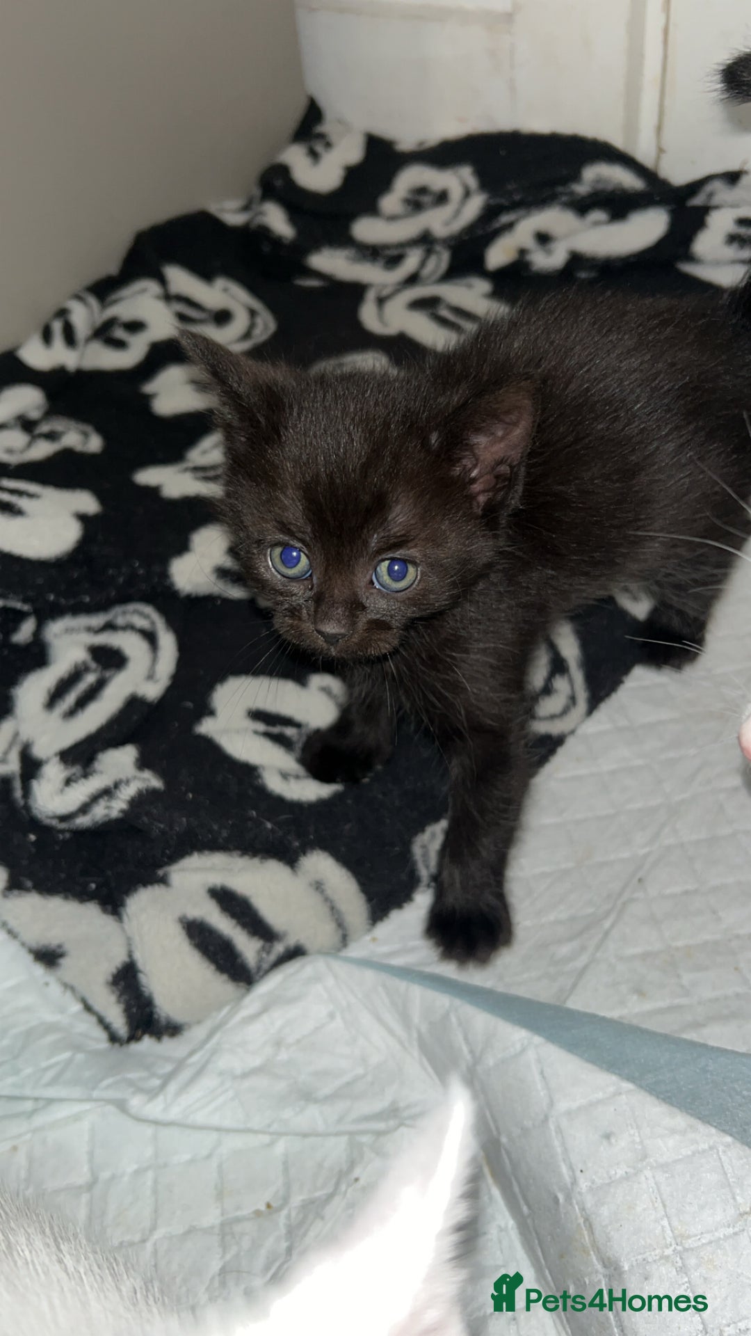Mixed Breed cats for sale: 3 Boy kittens for sale  - Image 3