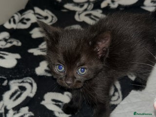 Mixed Breed cats - Advert 7