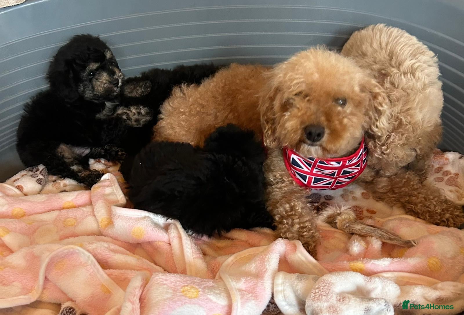 Toy Poodle dogs TOY POODLE GIRLS AND BOYS READ NOW  - Advert 4