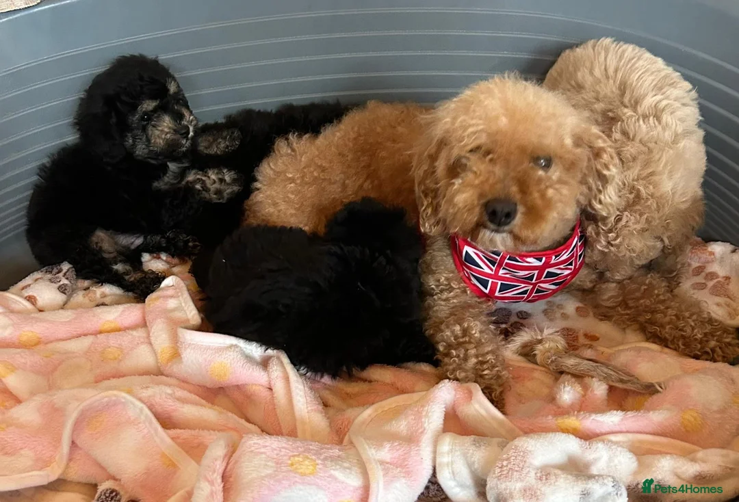 Toy Poodle dogs for sale: TOY POODLE GIRLS AND BOYS READ NOW  - Advert 1