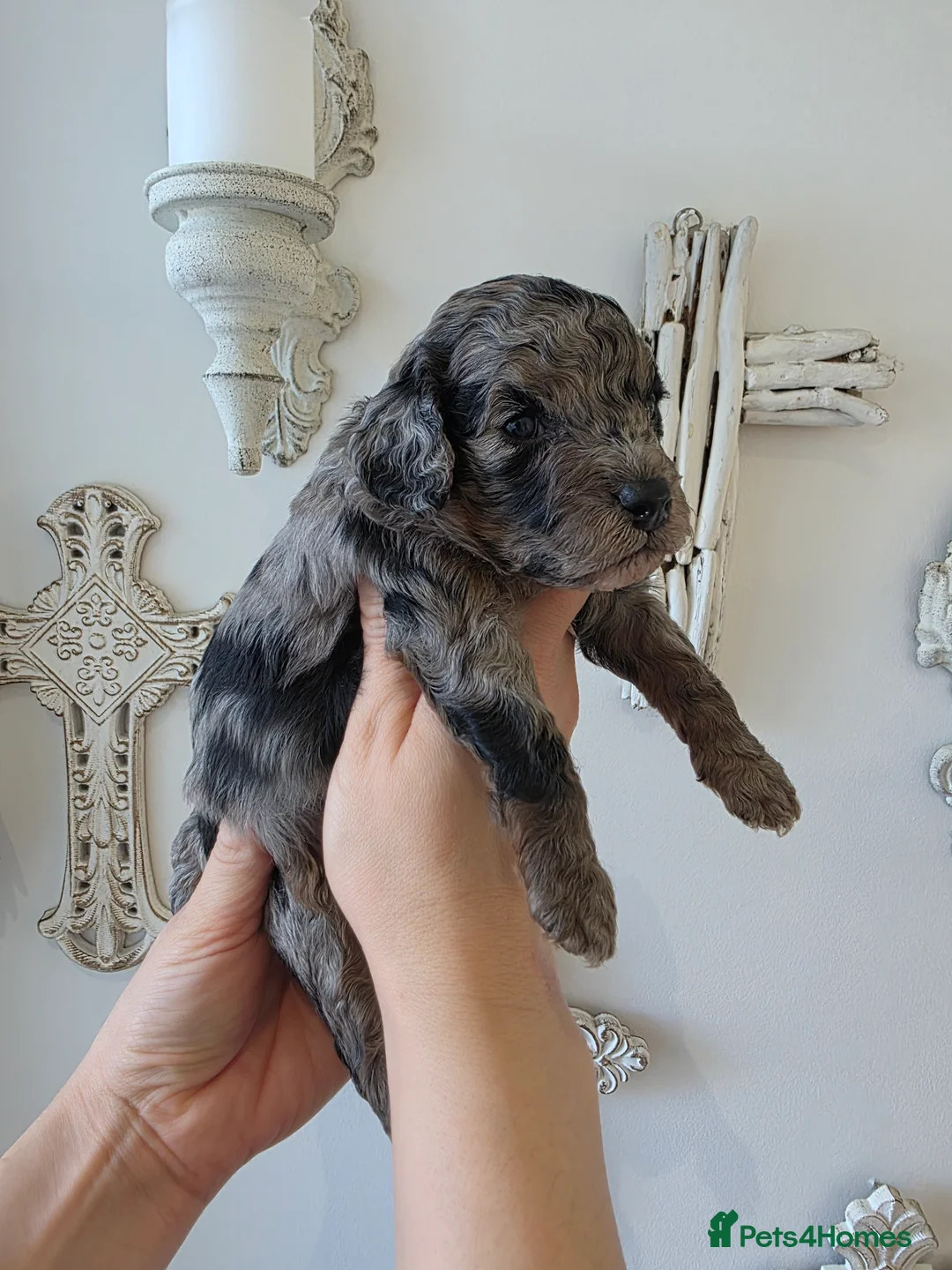 Cavapoo dogs for sale: Beautiful f1b cavapoo boys - Advert 6