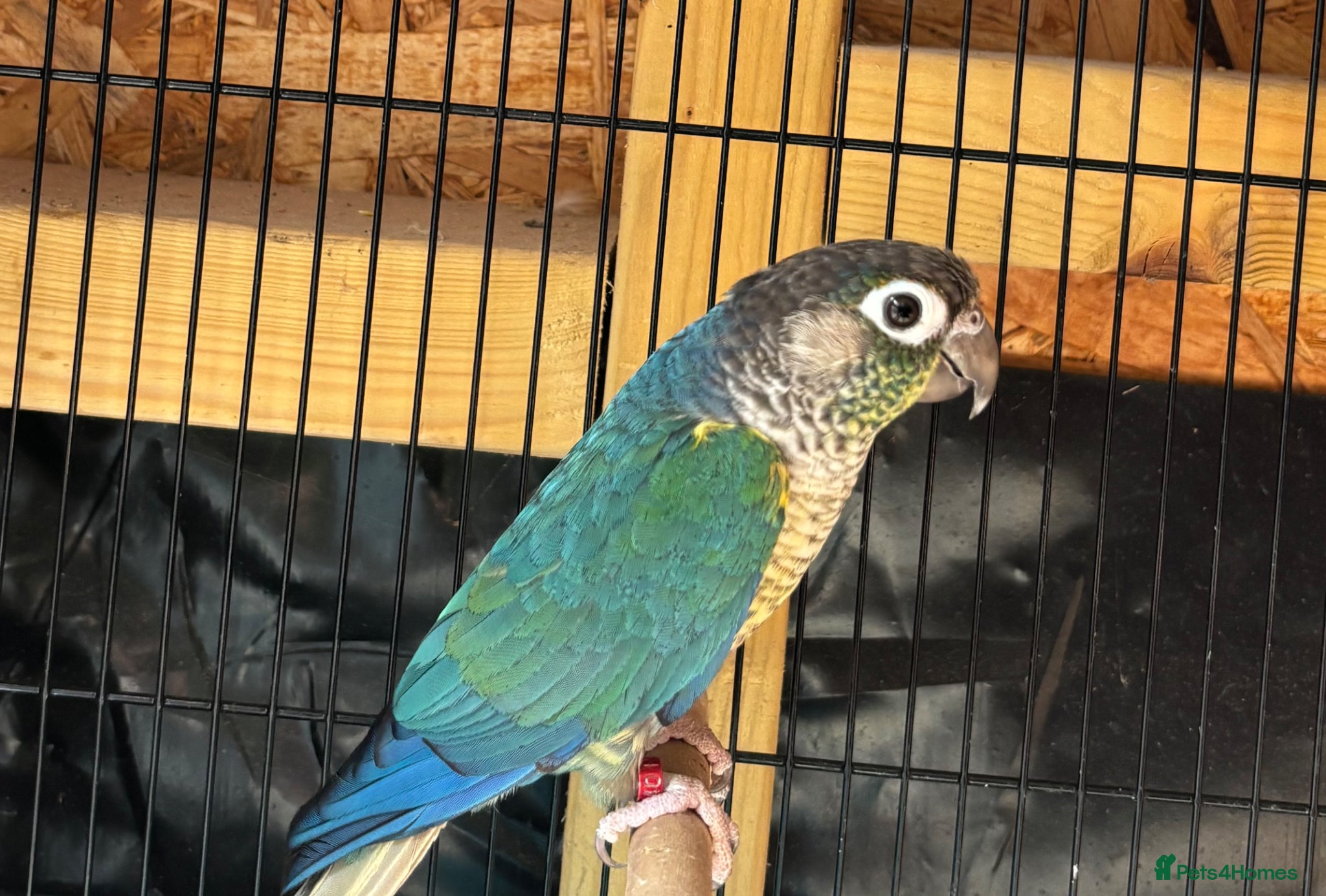 Conures birds Beautiful Green Cheek Conure - Advert 1