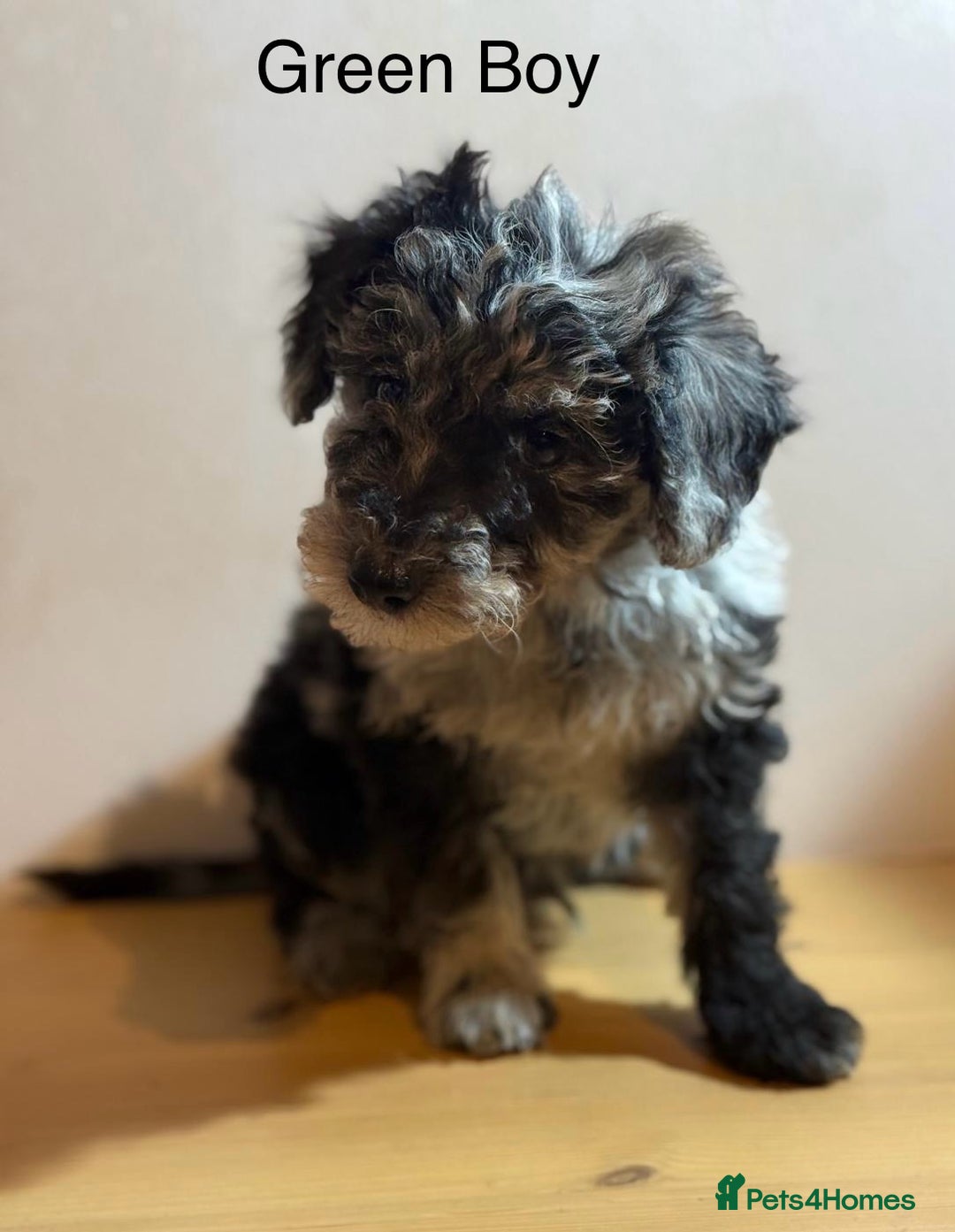 Mixed Breed dogs for sale: Stunning litter of 3/4 Toy Poodle X Welsh Collie - Advert 13