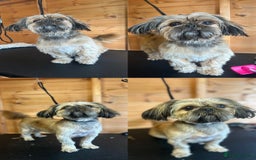 Shih Tzu dogs for sale: Beautiful litter of Shih tzu puppy’s  - Image 16