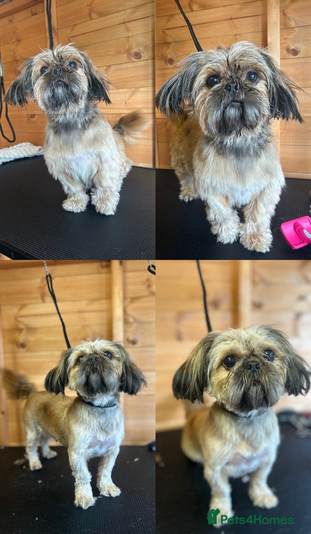 Shih Tzu dogs for sale: Beautiful litter of Shih tzu puppy’s  - Image 16
