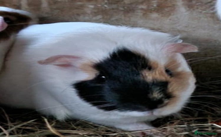 Guinea Pig rodents - Advert 9