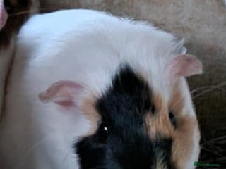 Guinea Pig rodents - Advert 9