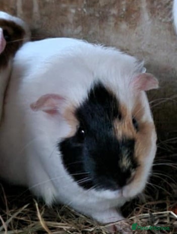 Guinea Pig rodents - Advert 9