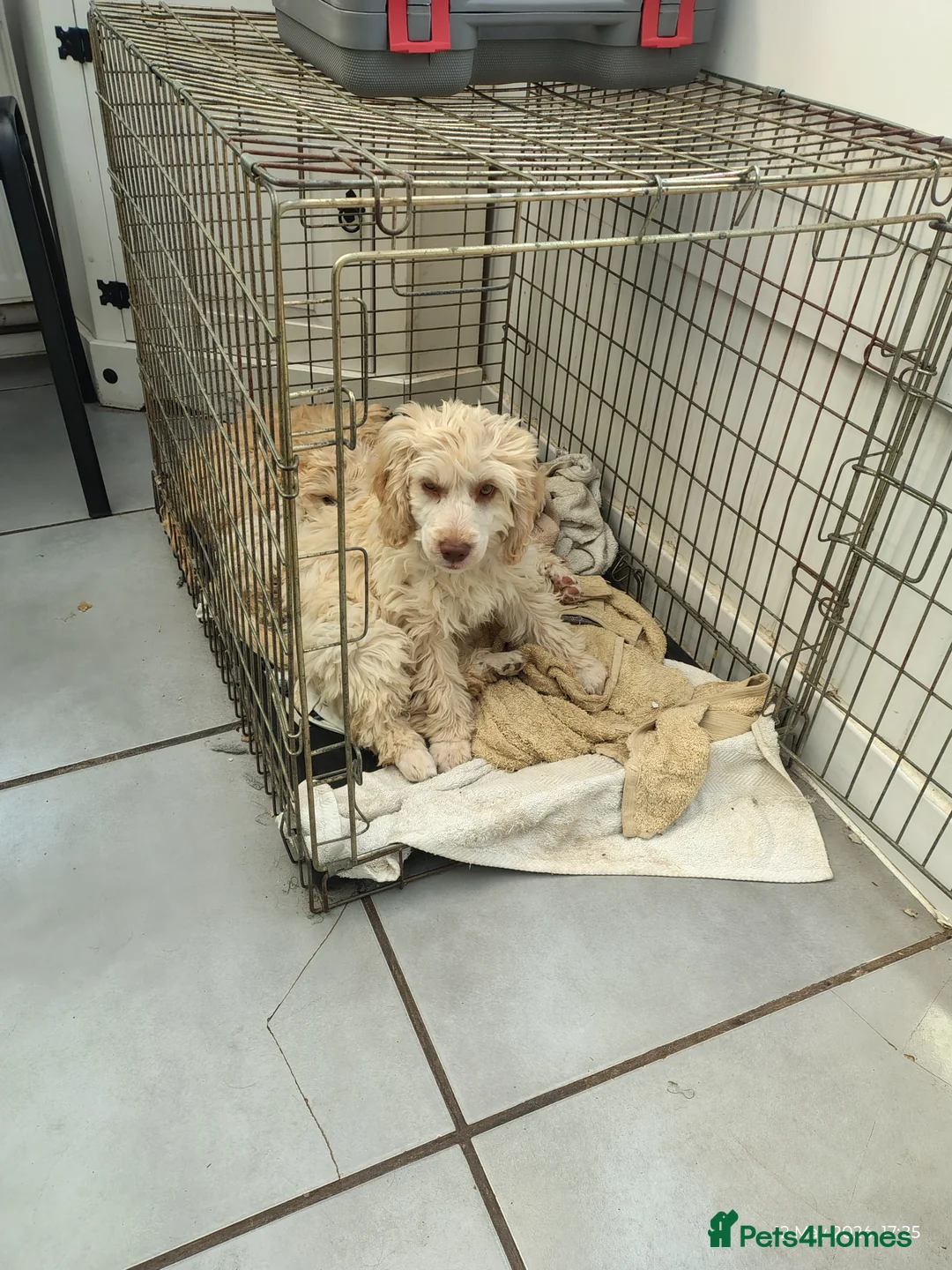 Cockapoo dogs for sale: Four girls left - Advert 1