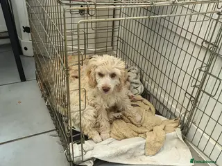 Cockapoo dogs for sale: Four girls left - Advert 2