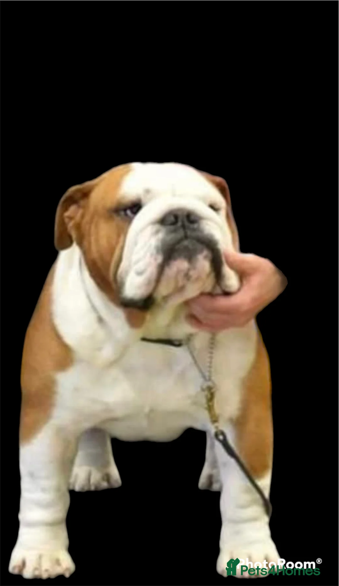 English Bulldog dogs for stud: Available for stud uk champion  in Bradford - Advert 4