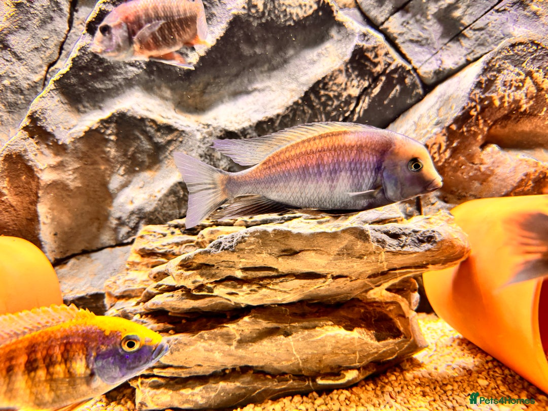 Cichlids fish for sale: Blue dolphin cichlid - Image 3