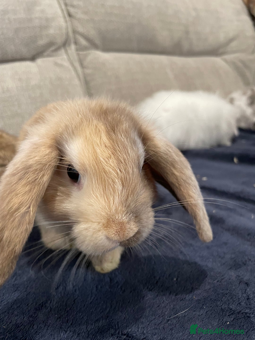 Mini Lop rabbits for sale: Mini lop baby rabbits  - Image 7