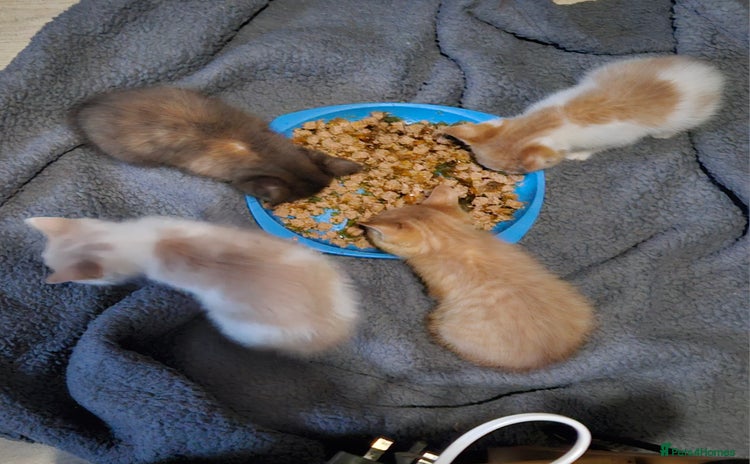 Mixed Breed cats - Advert 5