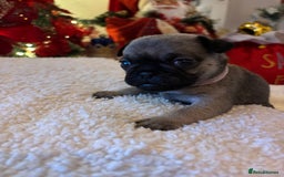 Pug dogs for sale: Pug puppies - Advert 27