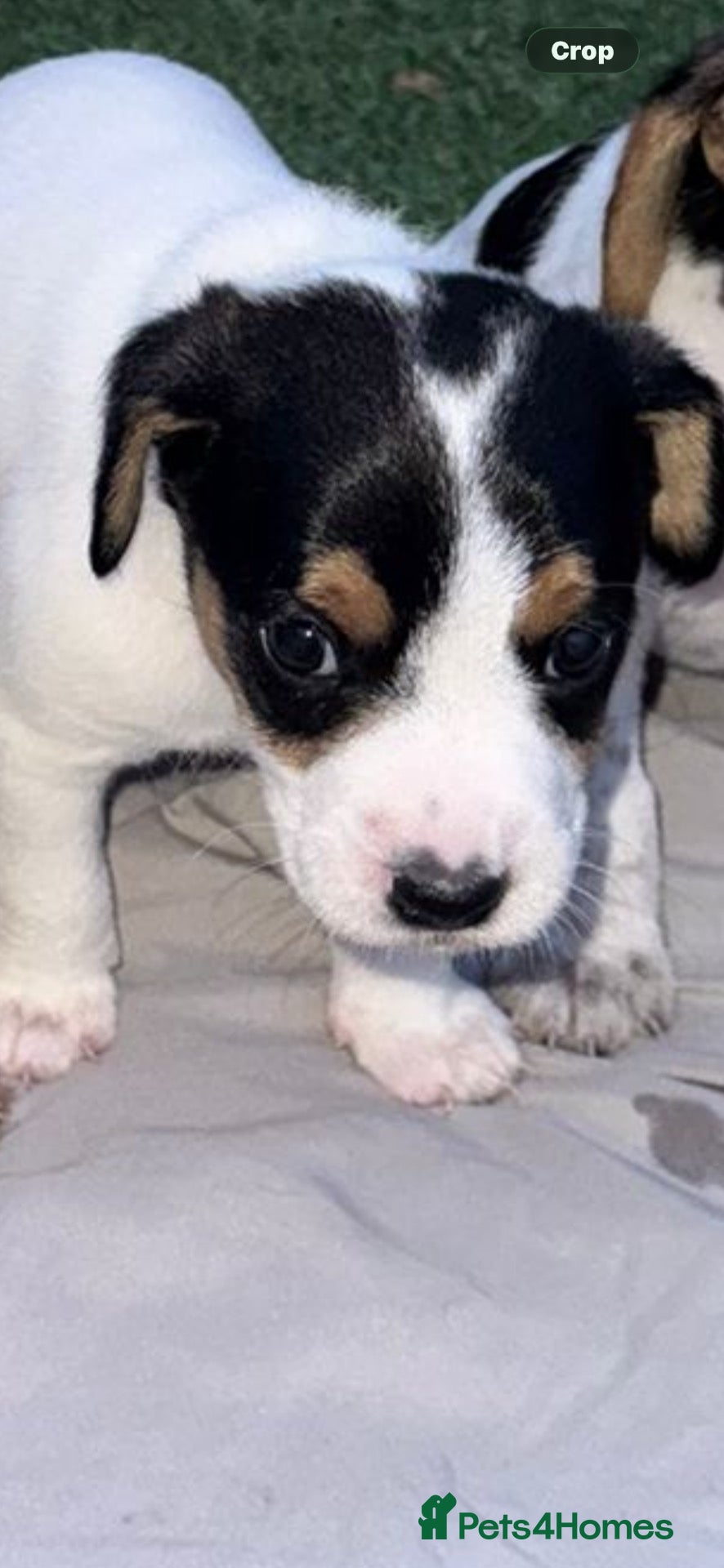 Jack Russell dogs jack Russell puppys 4💙. 6🩷 - Advert 2