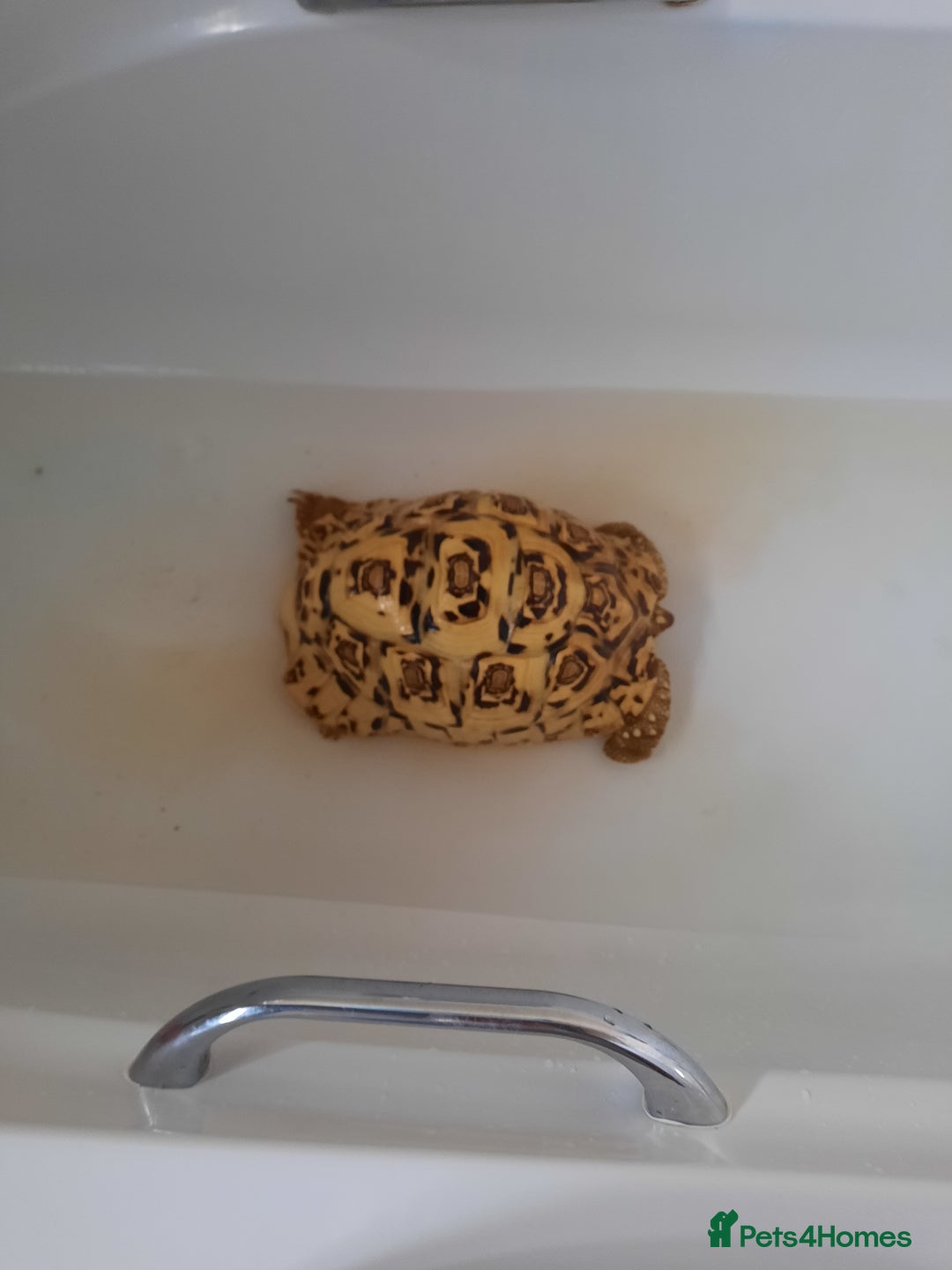 Tortoise reptiles for sale: Leopard tortoise. - Advert 2