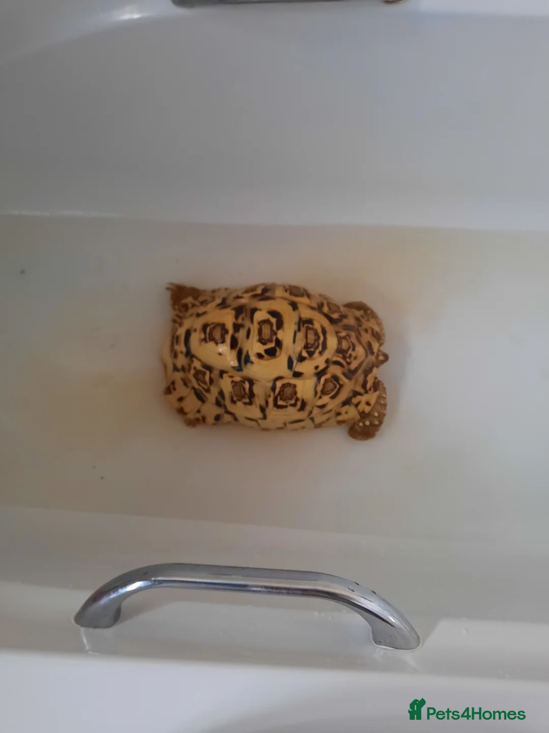 Tortoise reptiles for sale: Leopard tortoise. - Advert 2