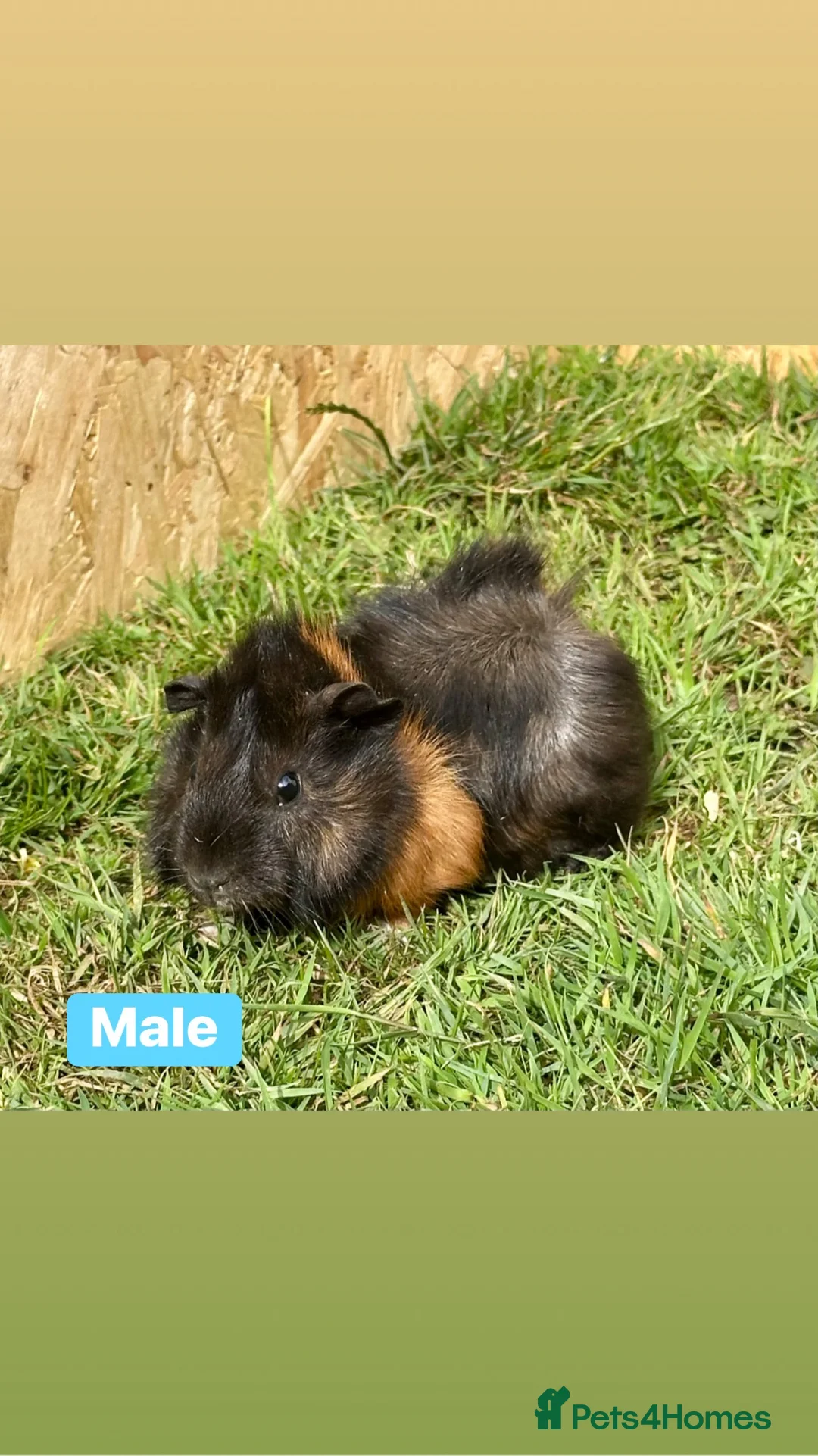 Guinea Pig rodents for sale: Female and male guinea pigs  - Advert 2