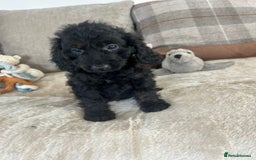 Cockapoo dogs for sale: Gorgeous F1 cockapoo puppies  - Image 20